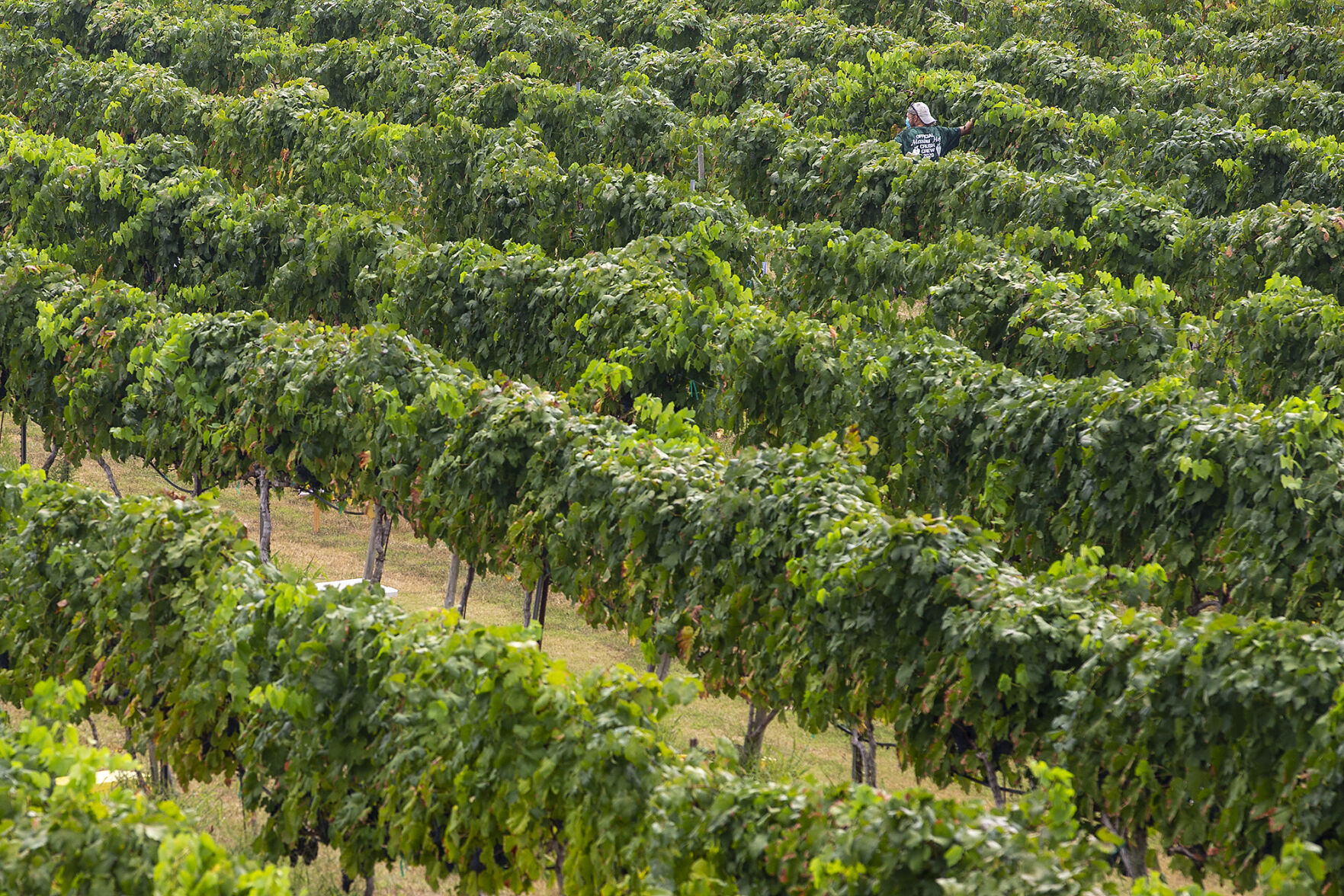 Grape harvest